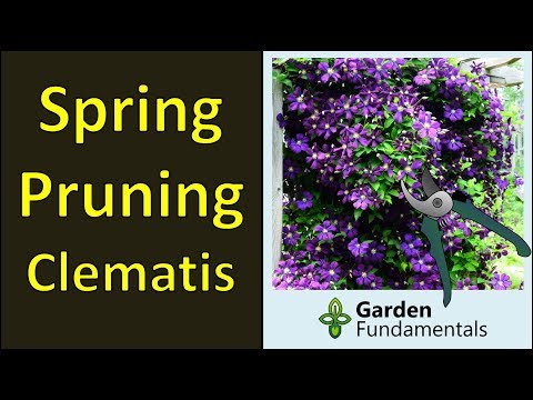 , title : 'Pruning Clematis in Spring for Maximum Flowers'