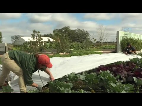 HOUSTON LIFE | From blankets to Christmas lights, check out some helpful tips to protect your pl...