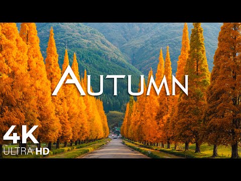 Enchanting Autumn Forests with Beautiful Piano Music🍁4K Autumn Ambience & Fall Foliage