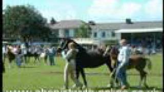 preview picture of video 'Aberaeron Horse Show Welsh Pony & Cob Festival'