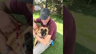 Video preview image #1 German Shepherd Dog-Unknown Mix Puppy For Sale in Pasadena, CA, USA