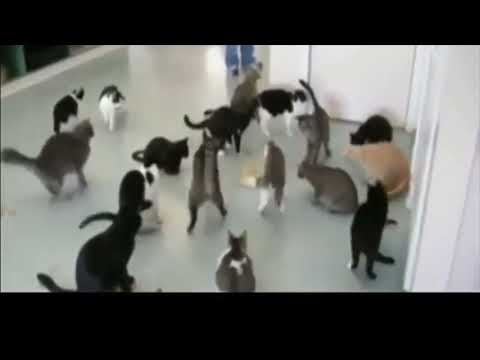 Cats Jumping and then creating an eXploSioN