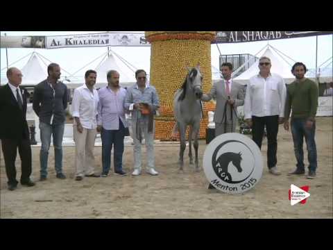 2nd place N.96 D AASEF - Menton 2015 - Yearling Colts Championship (Class 12)