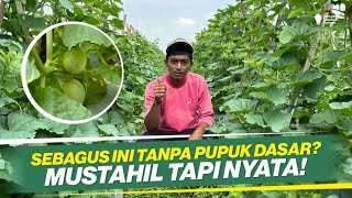 Download lagu HOW TO PLANT MELON IN THE RAINY SEASON ‼ HOW TO RECOVER DWARF & CURLY MELON ‼ mp3