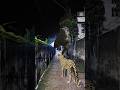 T-Rex Gang Spotted! #shorts #dinosaur #leopard #viralvideo