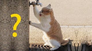 КАКОЙ ХАРАКТЕР У ВАШЕЙ КОШКИ, КОТА? Прикольный тест с котом Тимкой