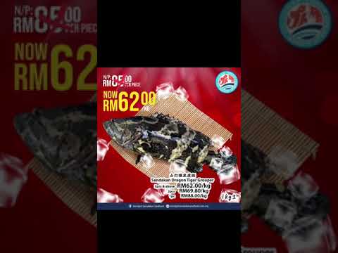 #山打根龙虎斑 ！价格只需RM62.00/每公斤（购买3条以上）！