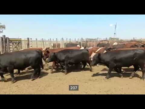 Lote 200 Novillitos en Gualeguay, Entre Ríos