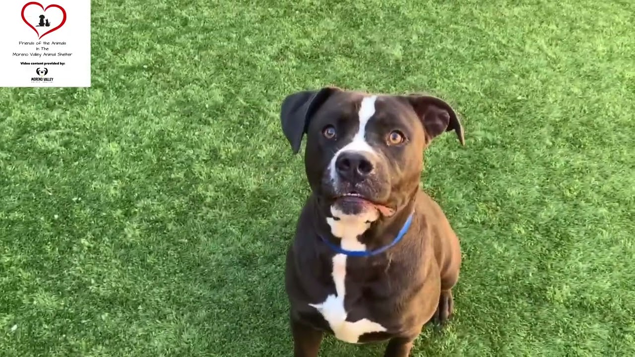 Enlarge TAURUS NEEDS A FOSTER HOME IMMEDIATELY! Sweet & dog friendly , a Adoptable Pit Bull Terrier in San Clemente, CA video 5/5