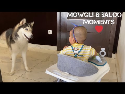 Baby Growing With Husky |Walker Moment With Husky