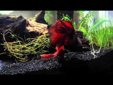 Betta fish and cherry shrimps