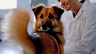 Funny Dog Videos: I always wondered how dogs were made AI did not let us down with yet another fever dream of a video This video uses artificially generated