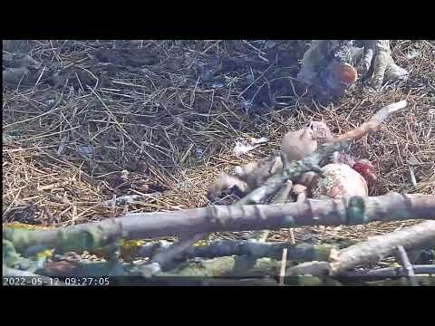 Third Rutland Osprey chick hatches! All three Osplets are looking good! 12 May 2022 (full version)