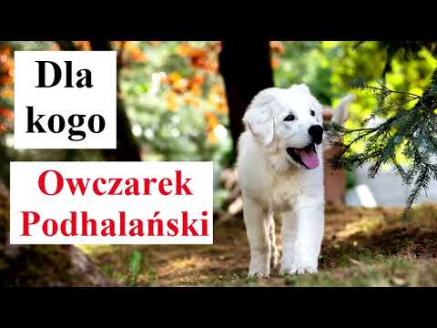 Dla kogo Owczarek PODHALAŃSKI