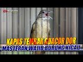 KAPAS TEMBAK GUACOR DOR Masteran Wajib Buat Burung Kicau Audio Jernih Dengan Suara Air Mengalir