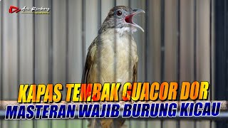 Download lagu KAPAS TEMBAK GUACOR DOR !! masteran wajib buat burung kicau audio jernih dengan suara air mengalir mp3