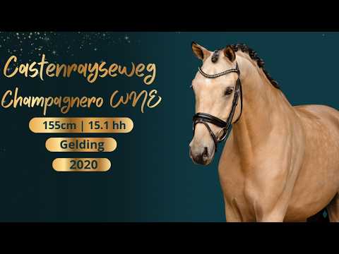 Dressage