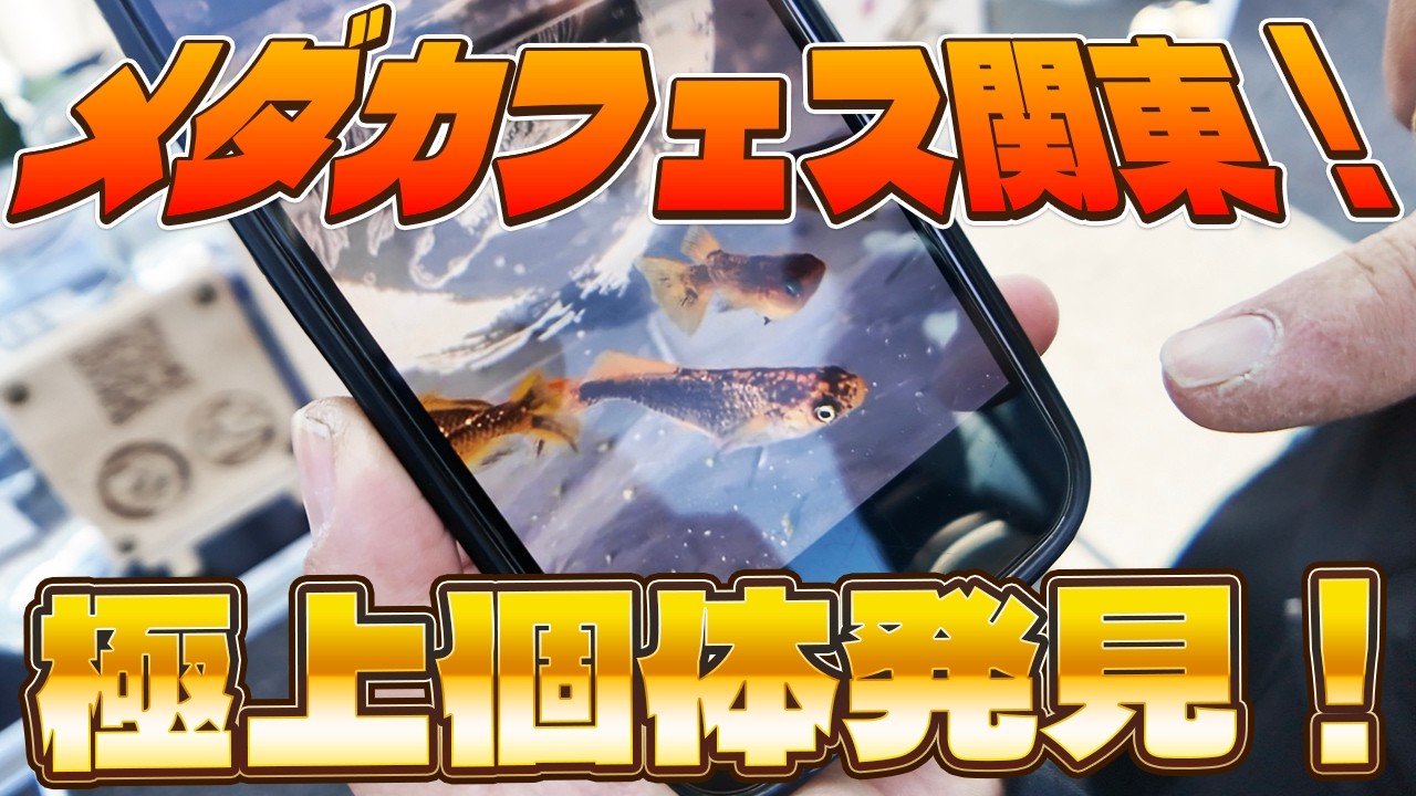 メダカフェス関東に突撃したら凄いメダカ居た！？