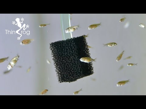 Goldfish Fry Update (Water Change)