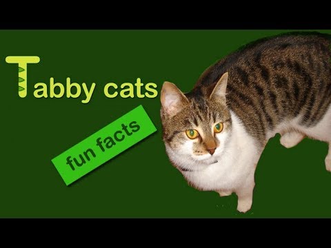 Tabby Cat Markings and Fun Facts