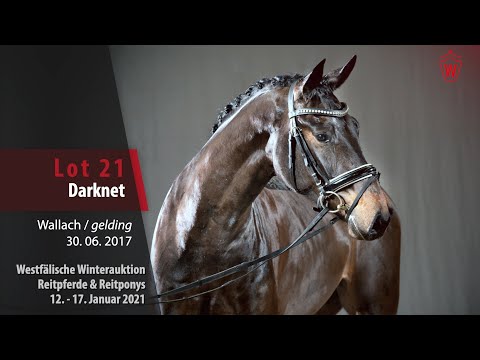 Trainingsvideo Winterauktion Lot 21 Darknet Wallach v. Delano - Fürst Selection