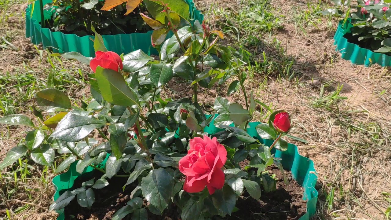 Роза Хот Чоколейт