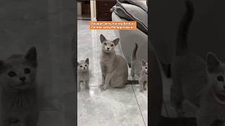 Download lagu 8 Most Adorable Shorthair Cats! Which is Your Favorite? 😻✨ mp3