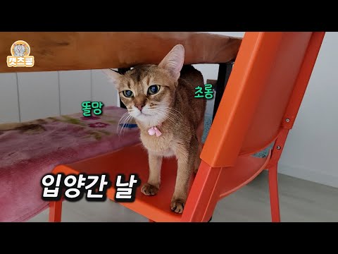 껌딱지 심바를 입양 보낼 수밖에 없었던 이유가