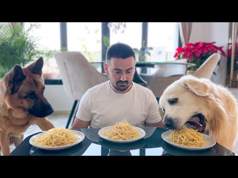 Spaghetti Eating Competition: My German Shepherd and Golden Retriever vs. Me