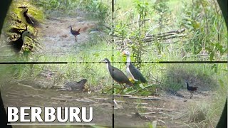 Download lagu ‼️Berburu Burung Rawa Lagi || Ruak Ruak Super Melimpah || Sematu Jaya Kalteng mp3