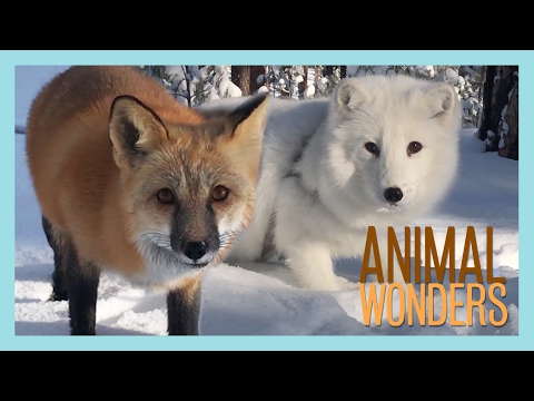 Arctic Fox, Red Fox