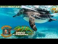 David Attenborough Galapagos Part 01 Origin Full Documentary 4K