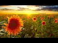 Love Theme from "Sunflower"  -  Henry Mancini