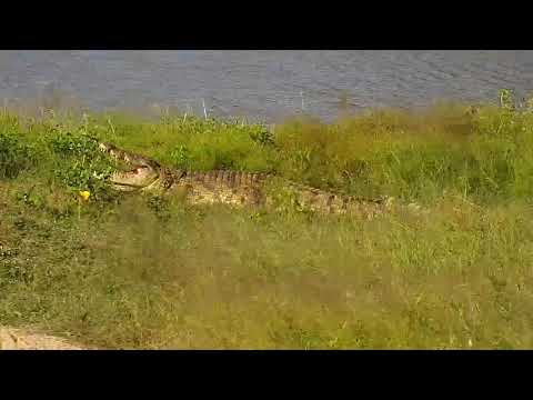 Djuma: Crocodile resting in the grass by the old pan - 15:22 - 03/06/20