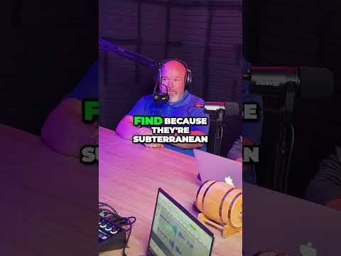 Termites: Signs, Secrets, and DIY Solutions!