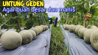 Download lagu How to Care for Melons for a Bountiful Harvest From Zero Day After Planting to Harvest mp3