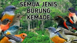 Download lagu kumpulan suara burung kemade burung liar auto mendekat mp3