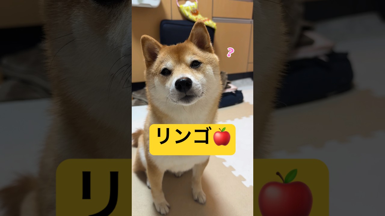 ママの圧勝🏆#柴犬 #豆柴 #shibainu #犬 #犬のいる暮らし #shorts