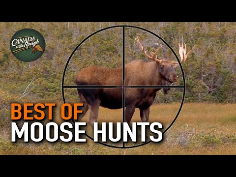 20 Moose Hunts in 20 Minutes! (ULTIMATE Moose Hunting Compilation) | BEST OF