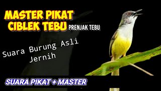 Download lagu CIBLEK TEBU // Suara Pikat dan Master mp3