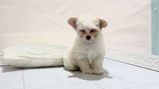 ハーフ犬の動画01