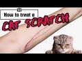Cat Scratch Care Essential Tips For Treating Scratches Safely