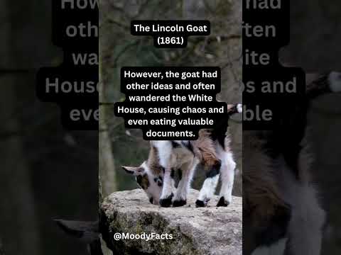 , title : 'Abe Lincoln’s GOAT?? #shorts #history #laugh'