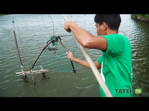 Mga Pangunahing Hakbang sa Pagpapalaisdaan (Polyculture ng Bangus at Alimango) | TatehTV Episode 20