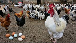 Download lagu Chicken Farm - Raising Healthy Organic Chickens and Collecting Fresh Eggs in Rural Areas mp3 Download lagu Chicken Farm - Raising Healthy Organic Chickens and Collecting Fresh Eggs in Rural Areas mp3