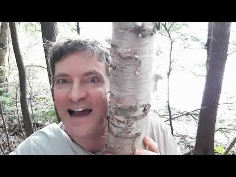 Sofa Shakespeare: Julius Caesar - Act II Scene I