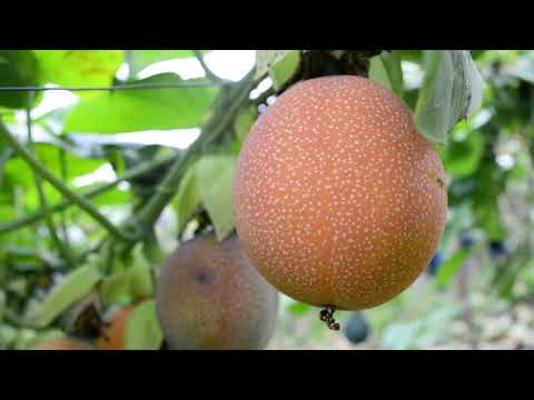 Jaén: Asociación PACHARUMI