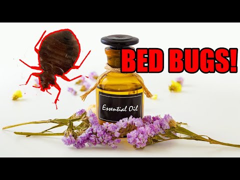 Bed Bugs - Ants - Cockroaches & Essential Oils - Why They DON'T Work?