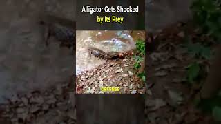 Alligator Gets Shocked by Its Prey