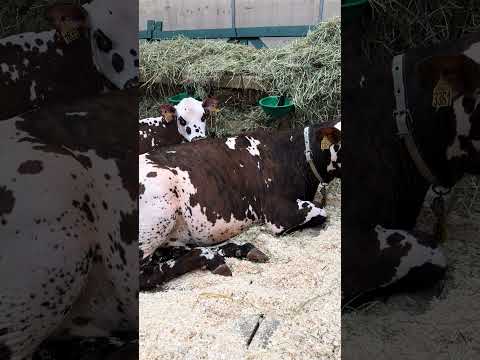 , title : 'Монбельярдская порода КРС, коровы, Франция'